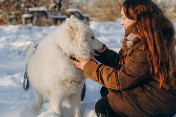 Winter walk with your favorite Samoyed pet.