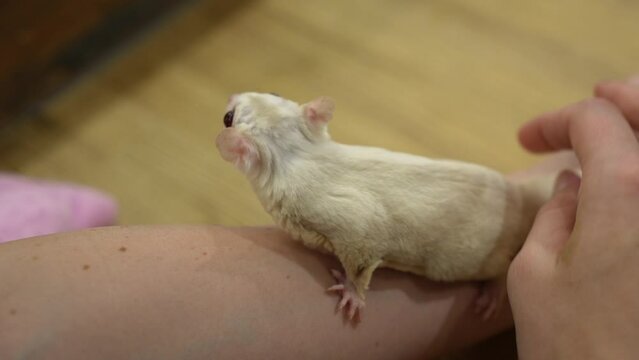 This video shows a cute sugar glider climbing on an and getting petted lovingly.