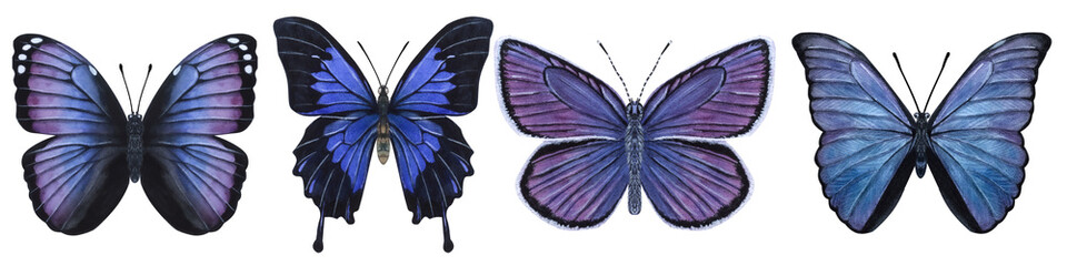 Beautiful blue-violet butterflies. Hand-drawn watercolor illustration isolated on white background. Can be used for card, poster, stickers, scrapbook