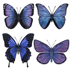 Obraz na płótnie Canvas Beautiful blue-violet butterflies. Hand-drawn watercolor illustration isolated on white background. Can be used for card, poster, stickers, scrapbook