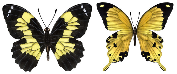 Beautiful yellow butterflies. Hand-drawn watercolor illustration isolated on white background. Can be used for card, poster, stickers, scrapbook