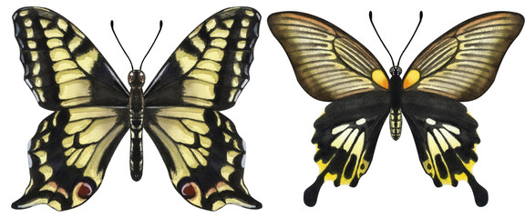 Beautiful yellow butterflies. Hand-drawn watercolor illustration isolated on white background. Can be used for card, poster, stickers, scrapbook