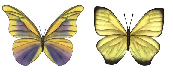 Beautiful yellow butterflies. Hand-drawn watercolor illustration isolated on white background. Can be used for card, poster, stickers, scrapbook