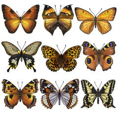 Obraz na płótnie Canvas Beautiful colorful butterflies. Hand-drawn watercolor illustration isolated on white background. Can be used for card, poster, stickers, scrapbook