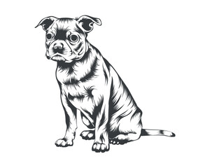 Boston Terrier Breed Vector Illustration, Boston Terrier Dog Vector on White Background for t-shirt, logo, and others