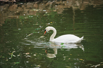 Naklejka premium A white swan swims in a fresh water pond in the shade of trees in summer. A large white bird in a pond with a greenish tint of water.