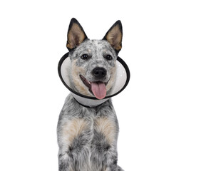 Head shot of cute Cattle dog pup, wearing medical cone around neck. Looking beside camera. Tongue out panting. Isolated cutout on transparent background.