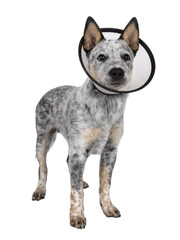 Cute Cattle dog pup, standing up side ways wearing medical cone around neck. Looking away from...
