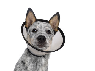 Head shot of cute Cattle dog pup, wearing medical cone around neck. Looking beside camera. Tongue...