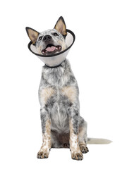 Cute Cattle dog pup, sitting up facing front wearing medical cone around neck. Looking above and away from camera. Tongue out panting. Isolated cutout on transparent background.