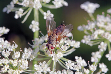Tachinid fly (Tachinidae sp). Parasitoids of other insects. The larvae control plant pests. A fly on a flower.
