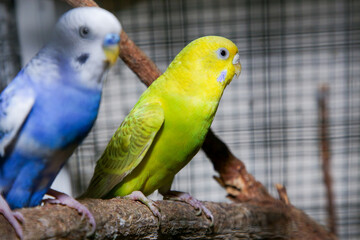 LoveBirds, LOVE BIRDS