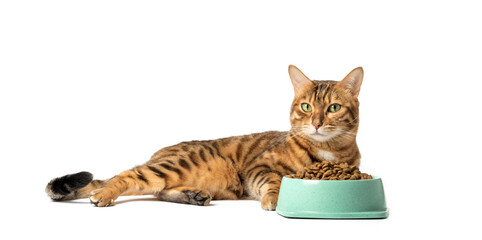 A cat on a white background eats food from a bowl