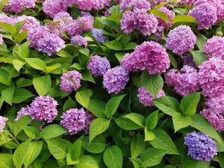 Hydrangea, a shot of a pink and purple flowering shrub. Popular garden plant commonly named the hortensia