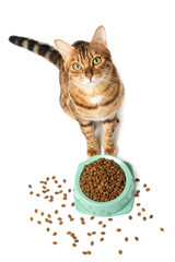 A cat on a white background eats food from a bowl