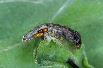 Moth caterpillar killed by larvae of Tachinid fly (Tachinidae sp). Parasitoids of other insects. The larvae control plant pests.