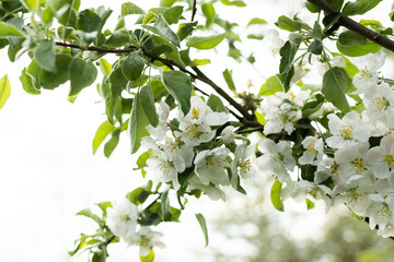 Blooming branches of apple tree close up in the garden