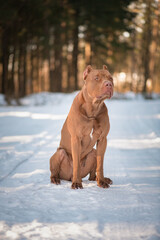 Portrait of a beautiful thoroughbred American Pit Bull Terrier in the winter forest.