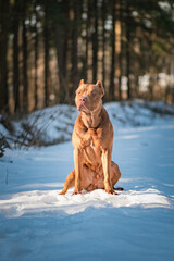 Portrait of a beautiful thoroughbred American Pit Bull Terrier in the winter forest.