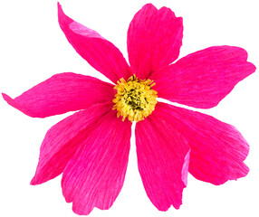 Isolated single cosmos paper flower made from crepe paper