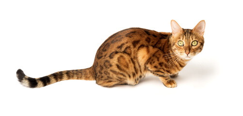 Bengal cat on white background sits sideways