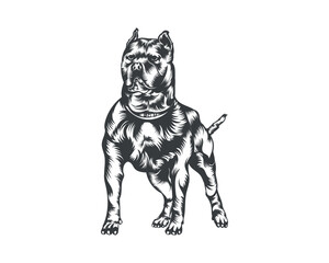 Pitbull Dog Breed Vector Illustration, Pitbull Dog Vector on White Background for t-shirt, logo and others