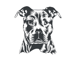 Pitbull Dog Breed Vector Illustration, Pitbull Dog Vector on White Background for t-shirt, logo and others