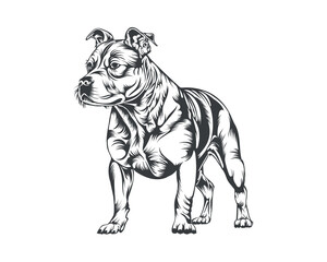 Pitbull Dog Breed Vector Illustration, Pitbull Dog Vector on White Background for t-shirt, logo and others