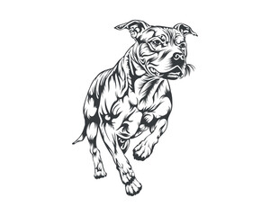 Pitbull Dog Breed Vector Illustration, Pitbull Dog Vector on White Background for t-shirt, logo and others