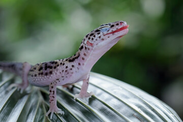 leopard gecko lizard on wood, closeup face gecko lizard, eublepharis macularius, animal closeup