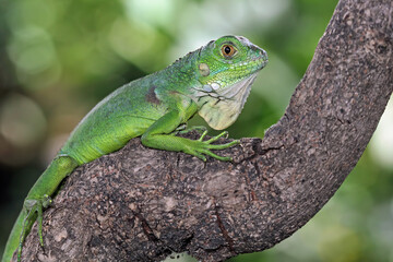 Baby green iguana on a tree trunk, animal closeup