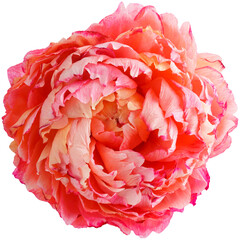 Isolated single paper flower peony made from crepe paper - 565403633
