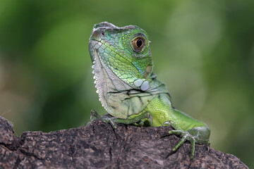 Baby green iguana on a tree trunk, animal closeup