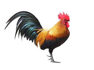 chicken cock, fighting cock stand on white background