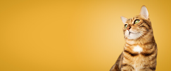 Portrait of a Bengal cat on a yellow background.