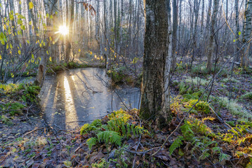 A frozen puddle in the forest in early autumn .