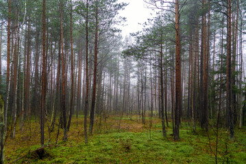 Fototapeta na wymiar Fog in the forest among pine trees.