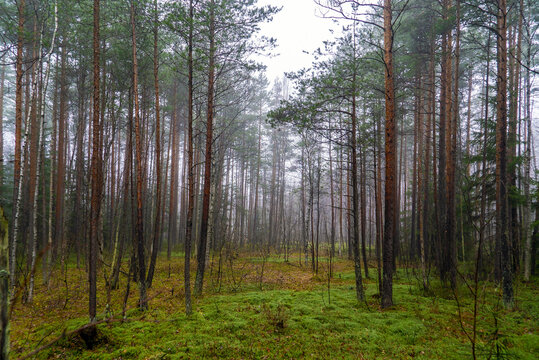Fog in the forest among pine trees.