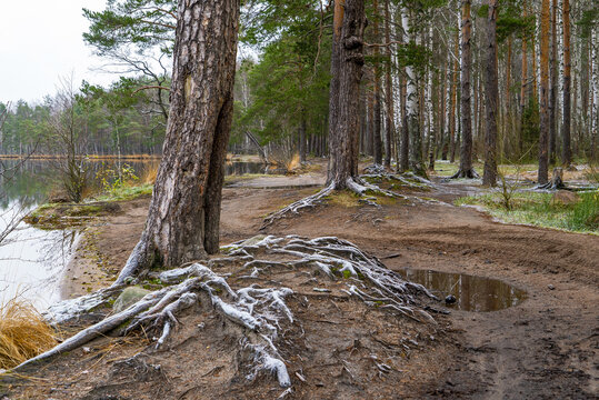 The roots of the trees were covered with frost by the lake in autumn .