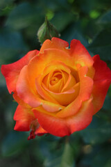 Rose With Red - Yellow Petals And Green Leaves