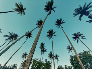 Tahiti island palm beach, French Polynesia