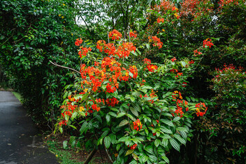 Bunga Phanera Kokiana or Bauhinia kockiana, a genus of flowering plants in the legume family, Fabaceae. It belongs to the subfamily Cercidoideae