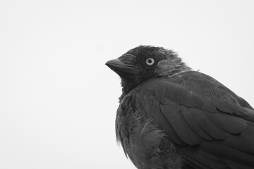 raven on a branch