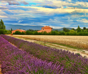 Summer Landscape with Wheat and Lavender field in Provence, southern France