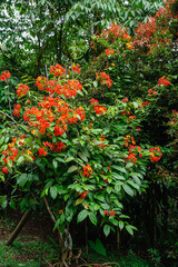 Bunga Phanera Kokiana or Bauhinia kockiana, a genus of flowering plants in the legume family, Fabaceae. It belongs to the subfamily Cercidoideae
