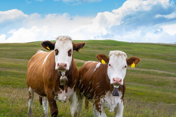 Fototapeta na wymiar Two cows on a meadow in South Tyrol Dolomites Italy 