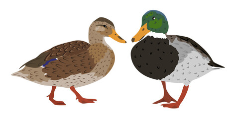 Pair of Duck and drake. Mallard ducks. Wild water birds. Realistic vector animal
