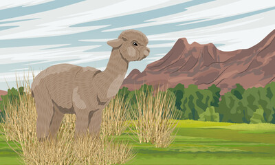 Naklejka premium A fluffy alpaca stands in dry grass in a valley near a mountain range. Wild animals of South America. Realistic vector landscape