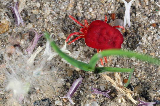 Red Velvet Mite or Rain Bug (Trombidiidae) walking on the ground.