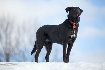 A young black labrador retriever standing at he top of a snow bank, looking off into the distance on a cold winter day.